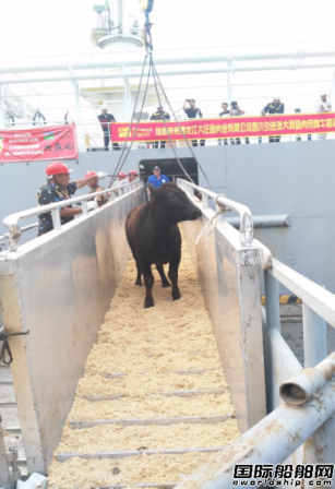 中遠船務牲畜船為國內首次進口墨雷灰牛